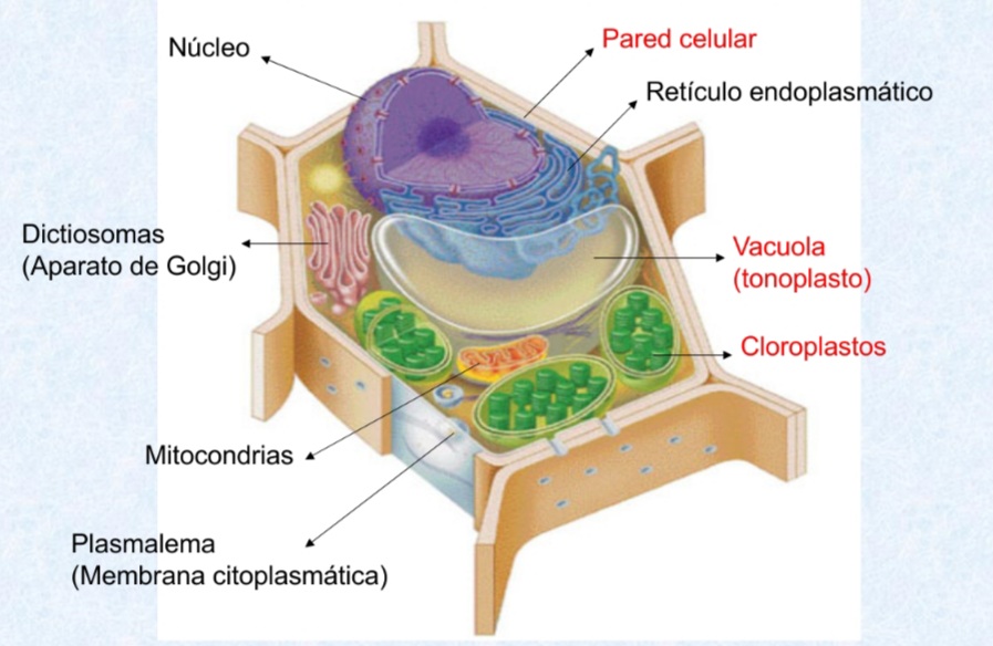 Grafico de la celula vegetal con sus organelas