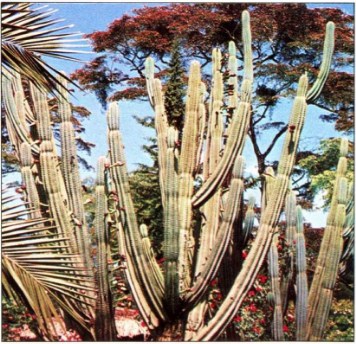 Tipo de Cactus de forma cilíndrica o columnar