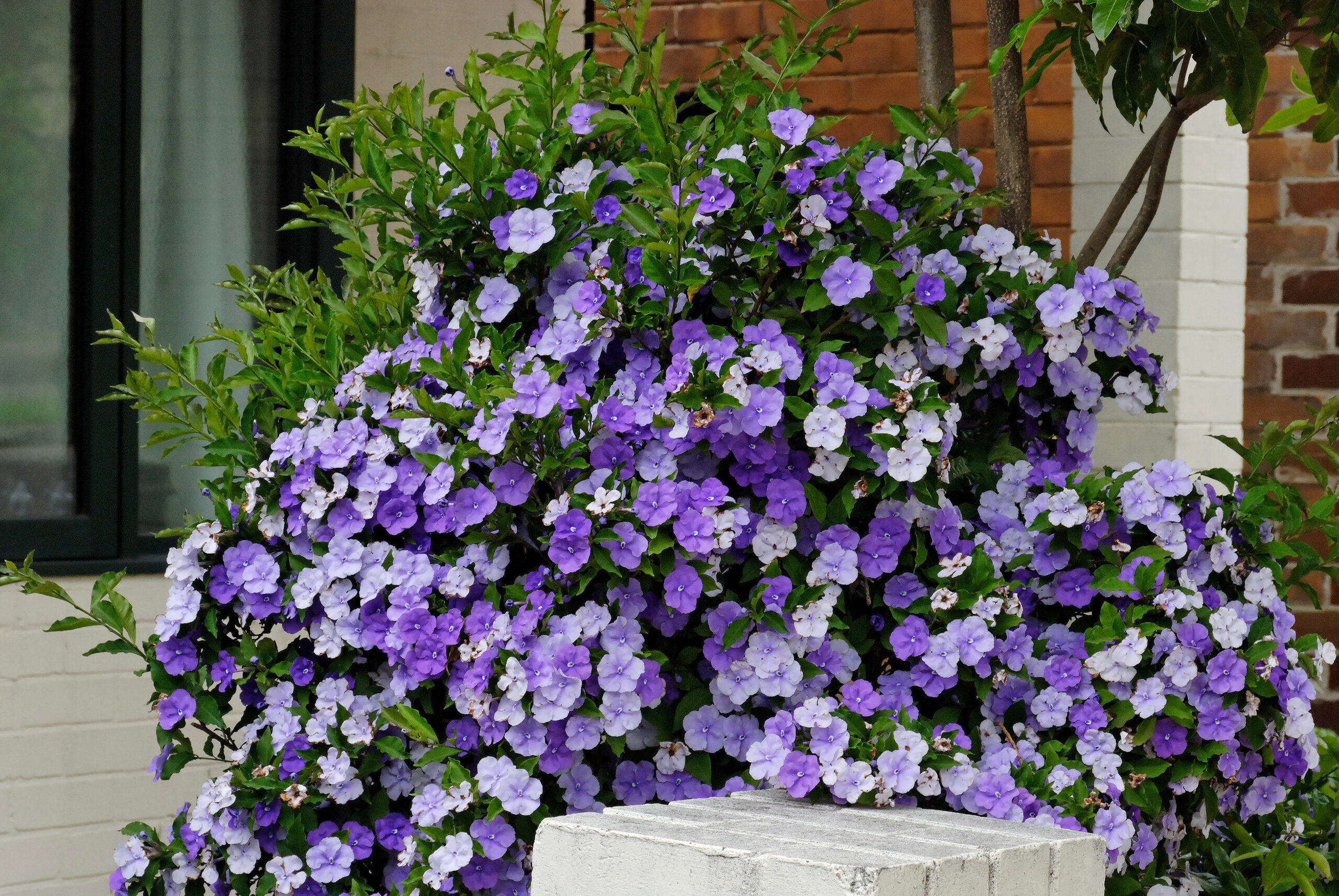 Brunfelsia Australis «jazmín Paraguayo» - Id Plantae