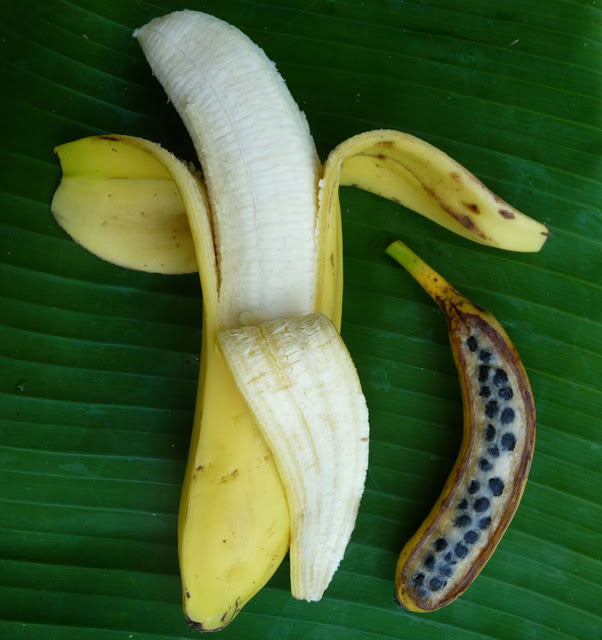 Una banana y un platano con semillas
