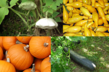 Zapallo, calabaza, suchini