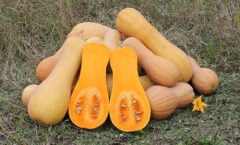 Calabaza