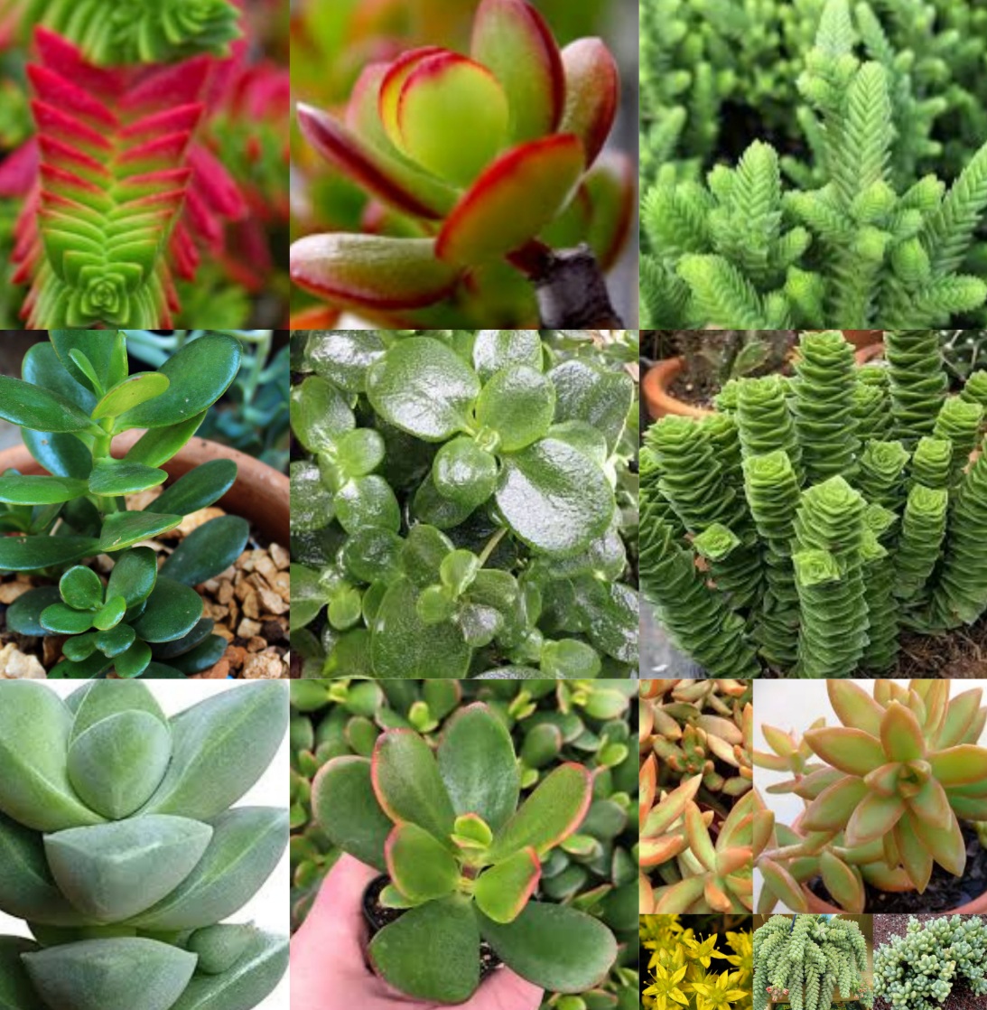 Fotos de plantas de la familia de las crassuláceas, crassulaceae