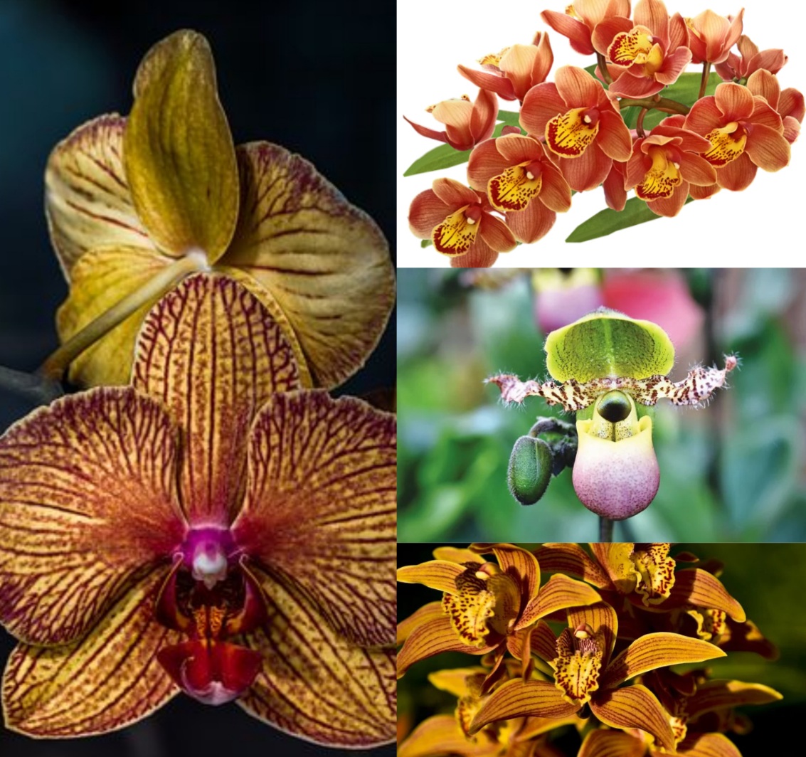 Las Orquídeas de 0 a 100 - Id Plantae