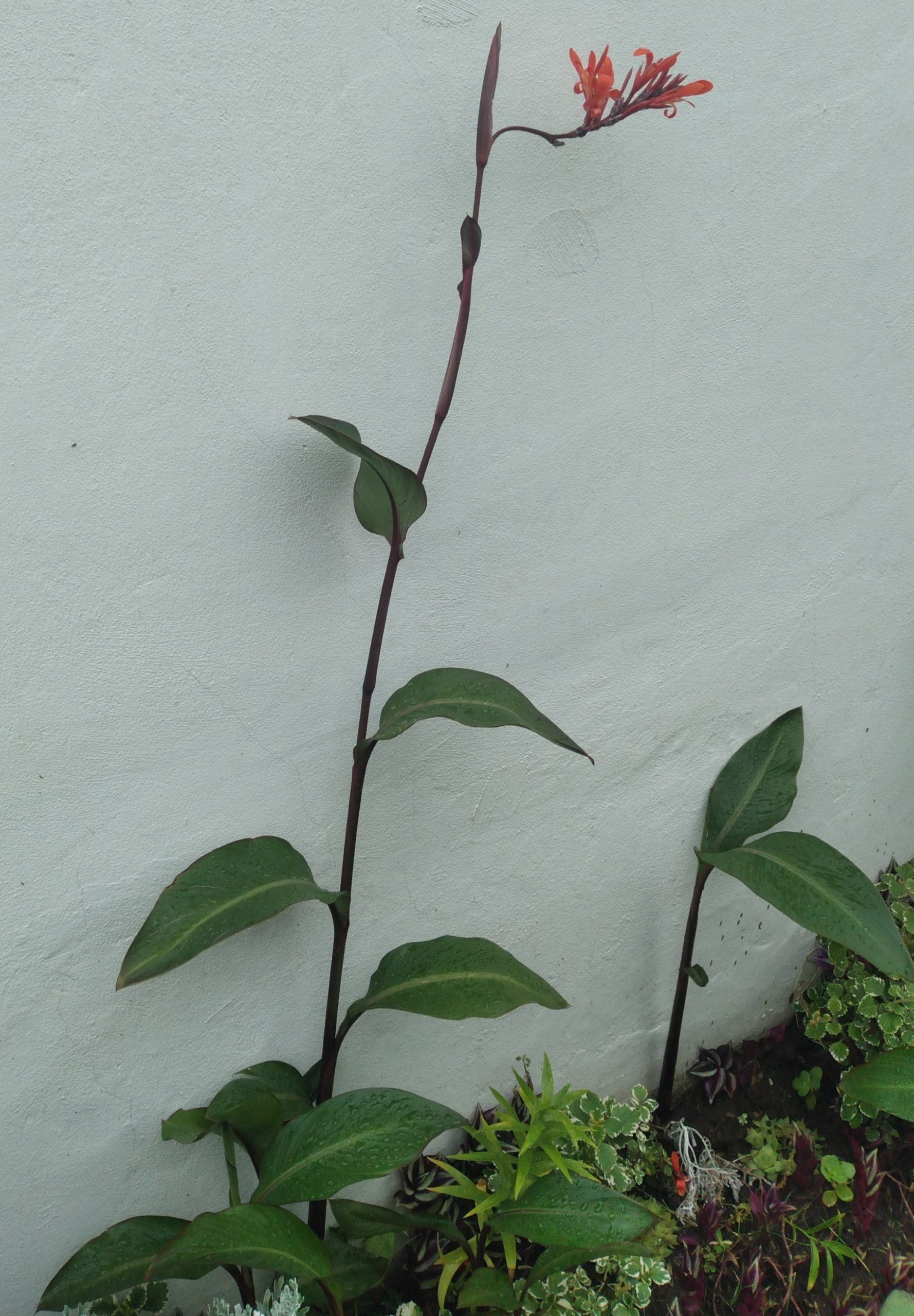 Canna Coccinea - Id Plantae