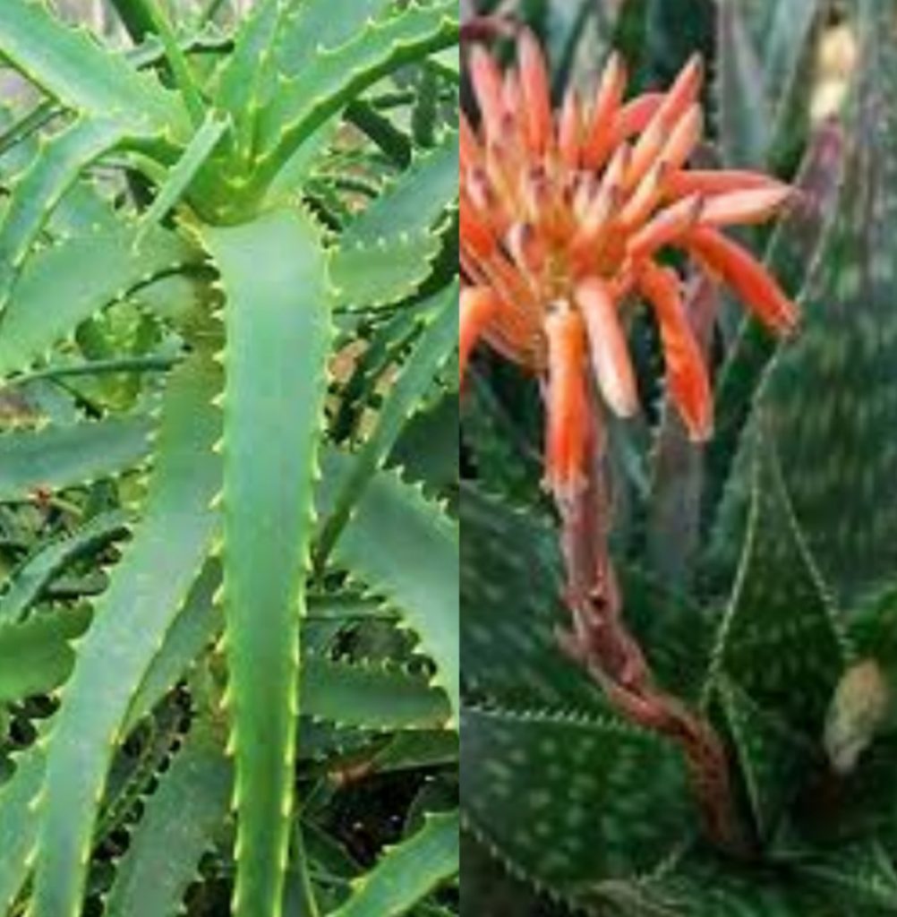 Aloe Vera Macho Y Hembra Diferencias Id Plantae 7392