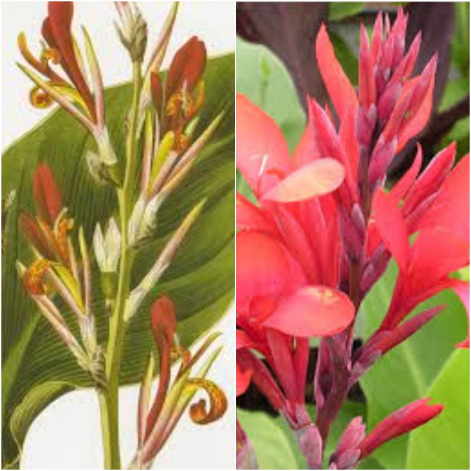 Canna Coccinea - Id Plantae