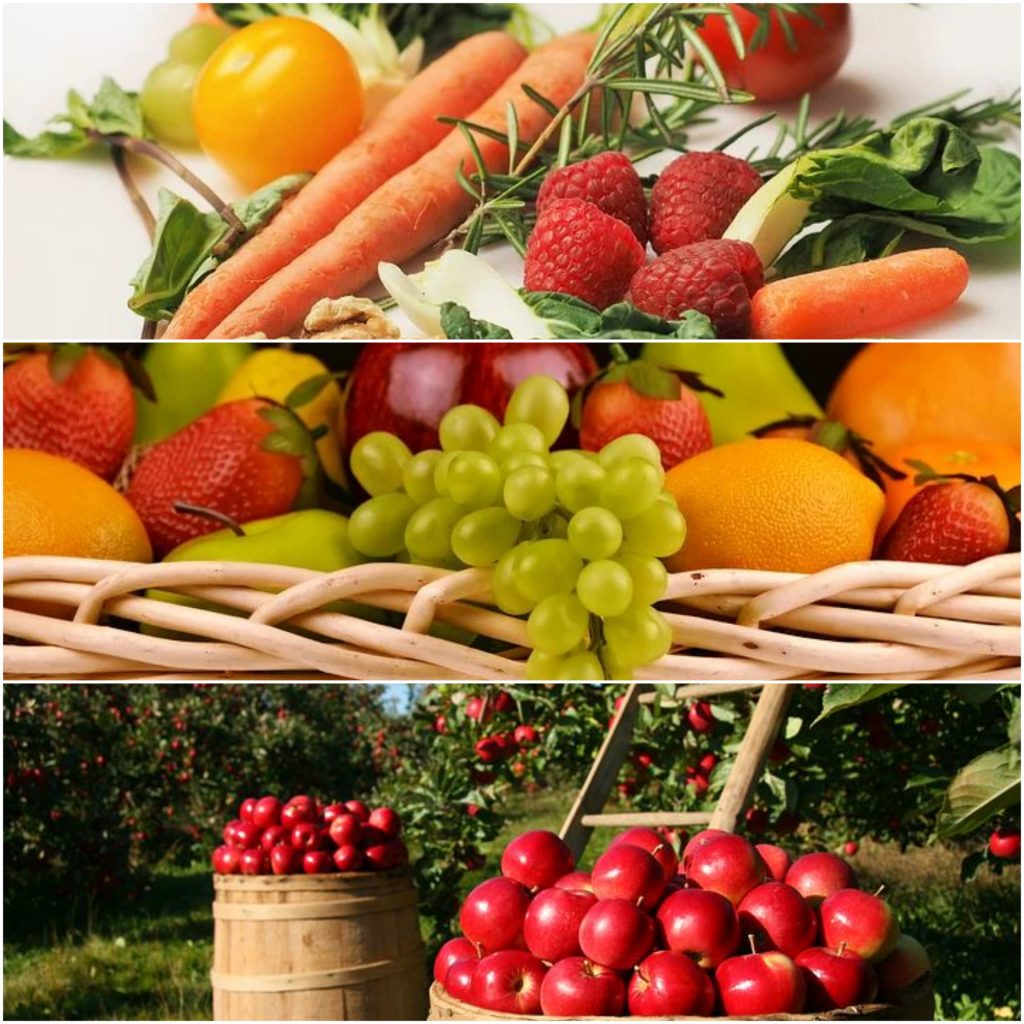 Diferencia Entre Fruta Verdura Y Hortaliza Id Plantae 5135