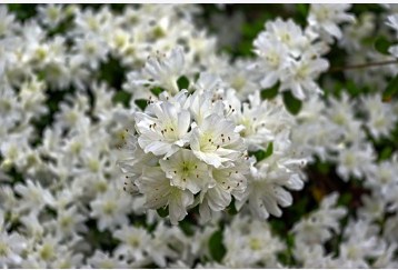 Azalea de flores blancas - Id Plantae