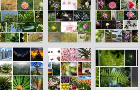 collages de fotos de los diferentes tipos de plantas y flores