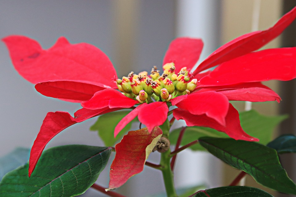 Euphorbia pulcherrima