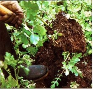 Suelo Tierra Y Sustrato La Importancia Del Suelo Para Las Plantas Id Plantae