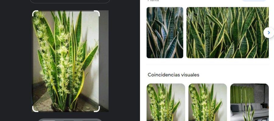 Planta lengua de suegra, Sansevieria trifasciata, identifiada con Google Lens