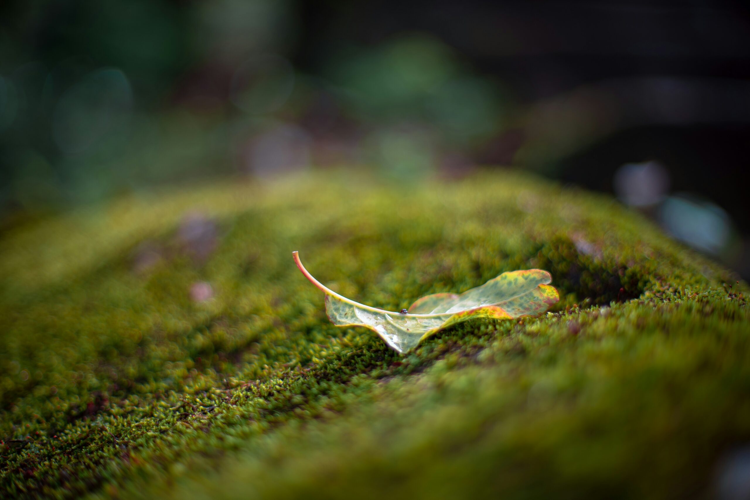 a leaf that is laying on some moss